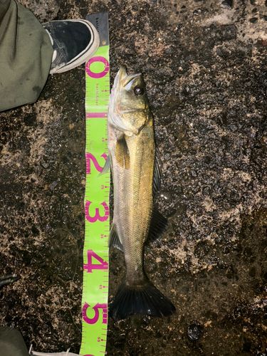 シーバスの釣果