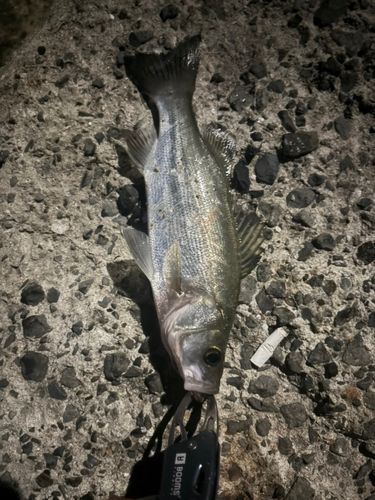 セイゴ（ヒラスズキ）の釣果