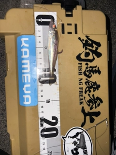 キスの釣果