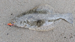 ソゲの釣果