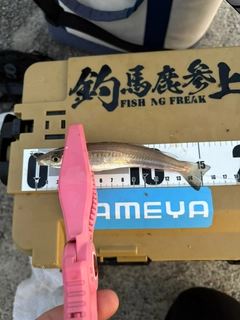 キスの釣果