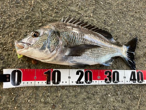 チヌの釣果