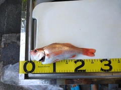 アカムツの釣果