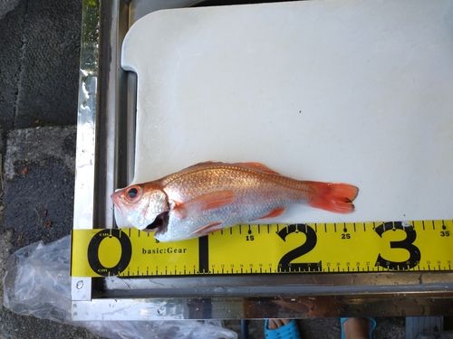 アカムツの釣果