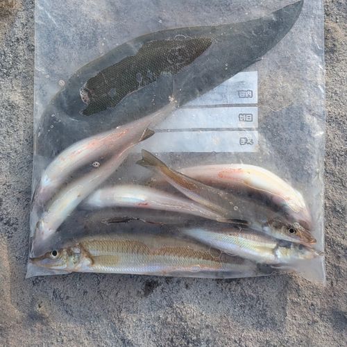 シロギスの釣果