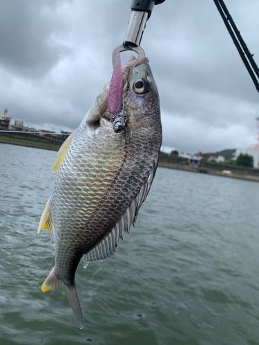 キビレの釣果