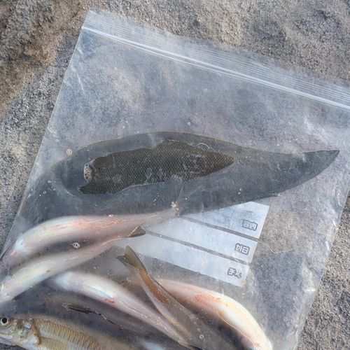 クロウシノシタの釣果