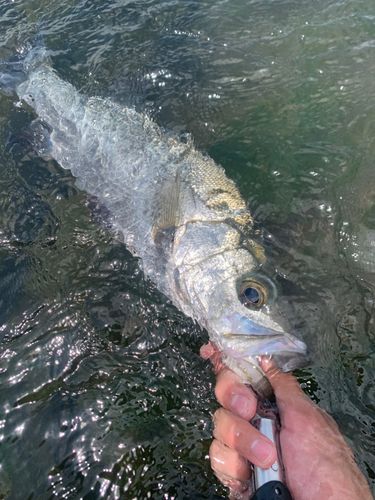 ヒラスズキの釣果