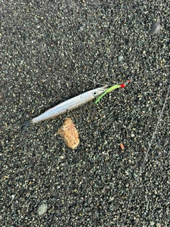 カマスの釣果