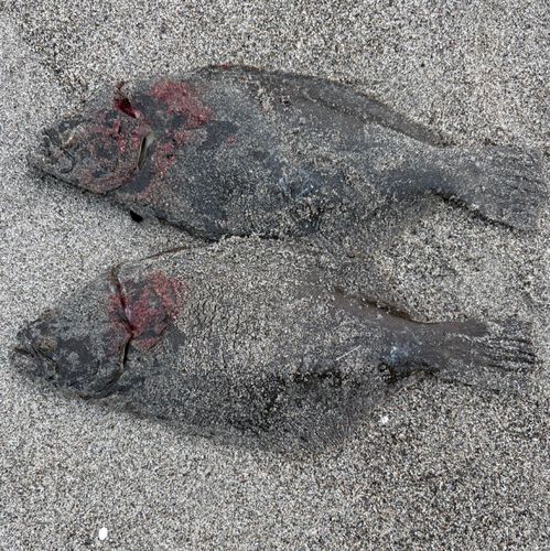 ヒラメの釣果