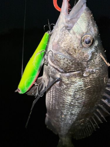 チヌの釣果