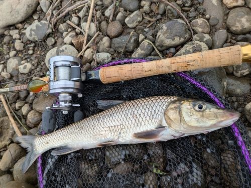 ニゴイの釣果