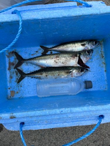 マサバの釣果