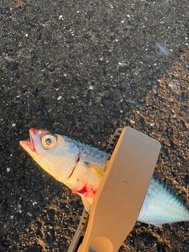 サバの釣果