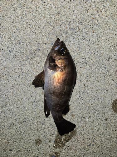 クロソイの釣果