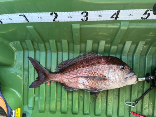 マダイの釣果