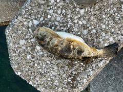 フグの釣果