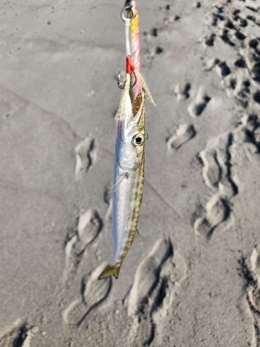 カマスの釣果