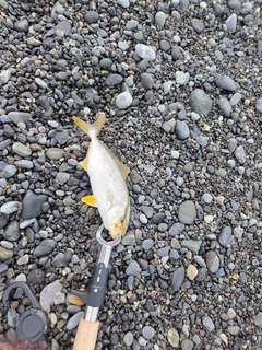 ショゴの釣果