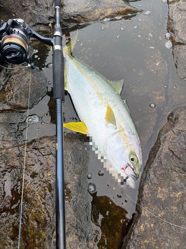 ヒラマサの釣果