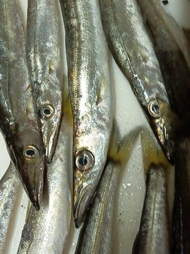 シロギスの釣果
