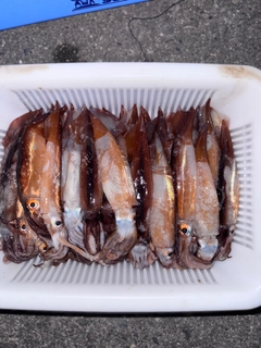 スルメイカの釣果