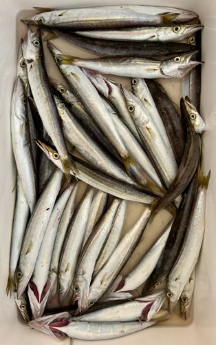 ヤマトカマスの釣果