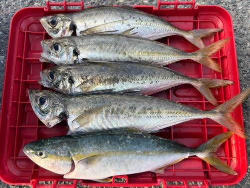 イナダの釣果