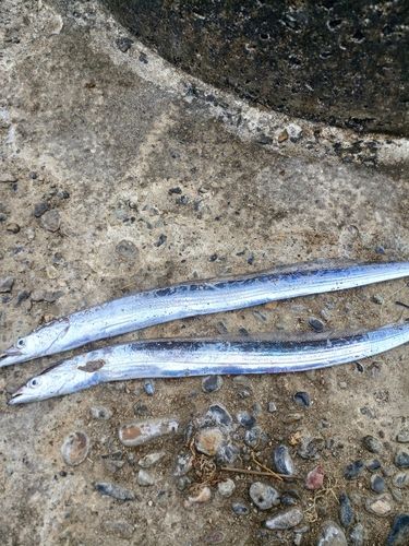 タチウオの釣果