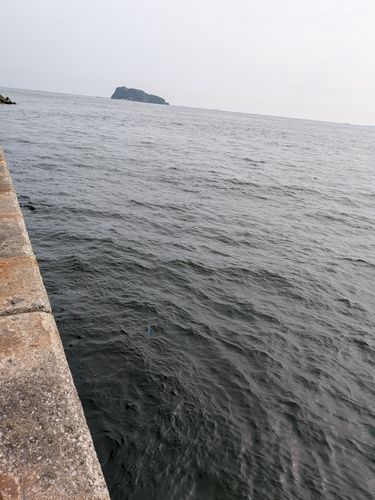 カマスの釣果