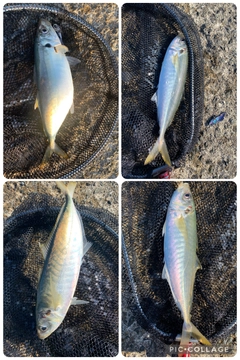 マルアジの釣果
