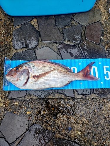 マダイの釣果