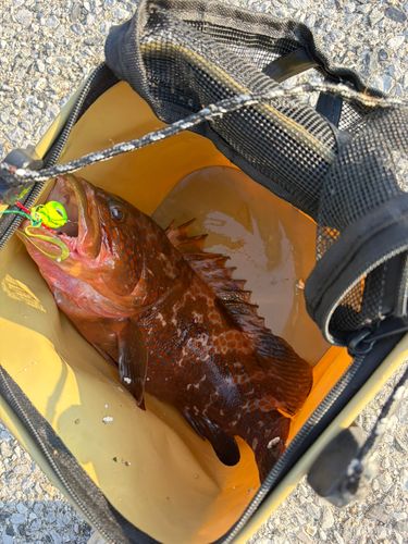 アコウの釣果