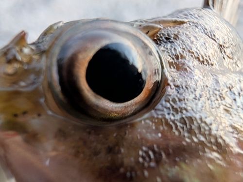 ムラソイの釣果