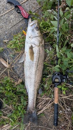 フッコ（マルスズキ）の釣果