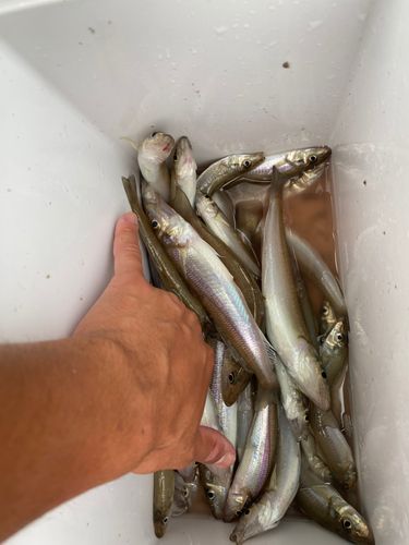 キスの釣果
