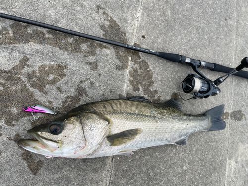 シーバスの釣果