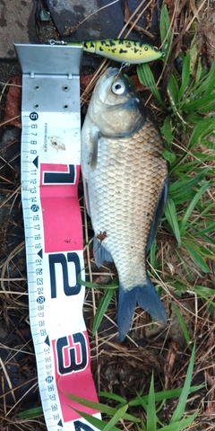 フナの釣果