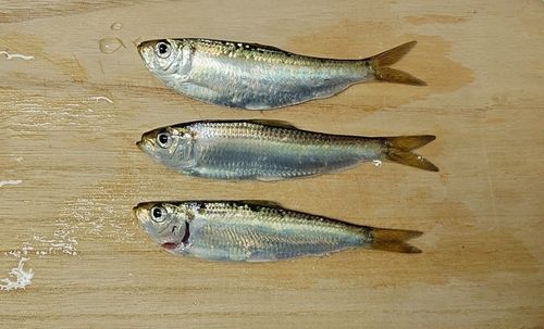 サッパの釣果