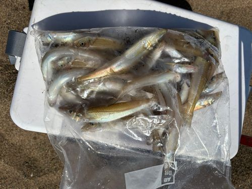 キスの釣果
