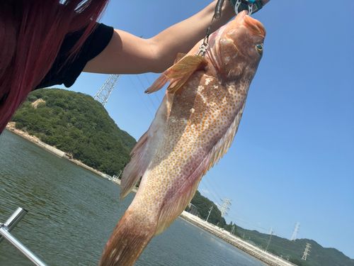 アコウの釣果