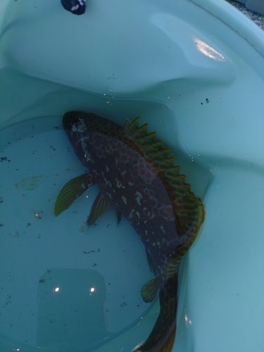 キジハタの釣果