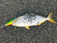 ショゴの釣果