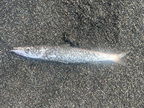 カマスの釣果