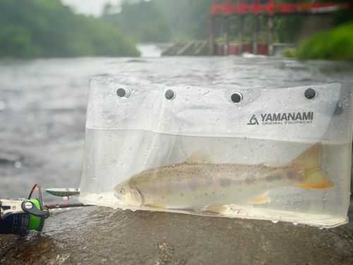 ヤマメの釣果