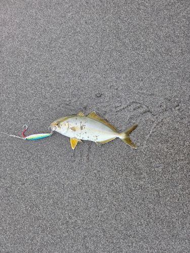 コウイカの釣果