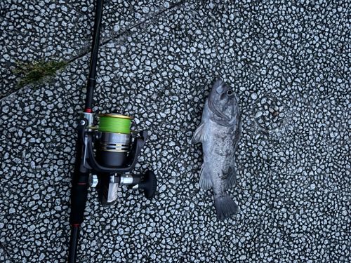 クロソイの釣果