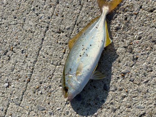 ネリゴの釣果