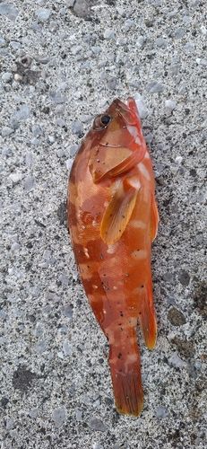 アカハタの釣果