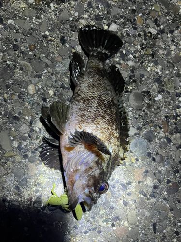 ソイの釣果